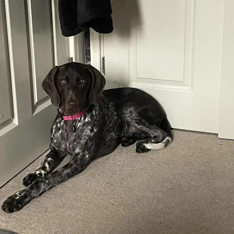 German Short-Haired Pointer