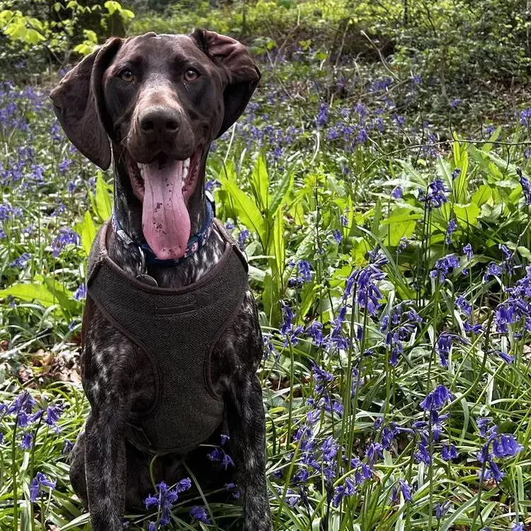 German Short-Haired Pointer