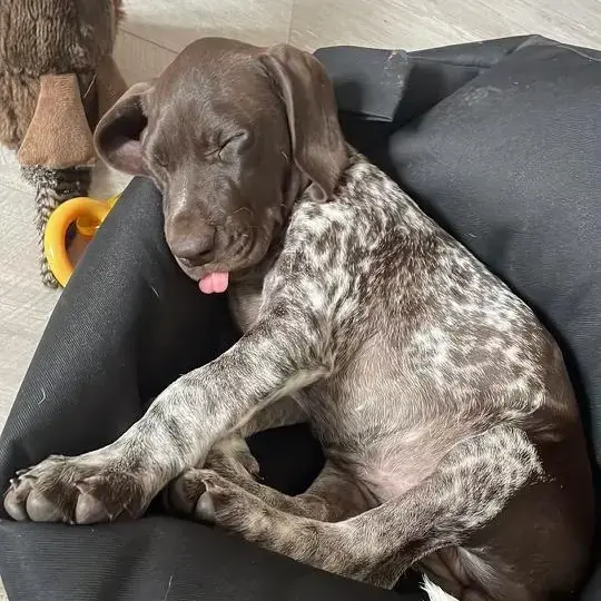 German Short-Haired Pointer