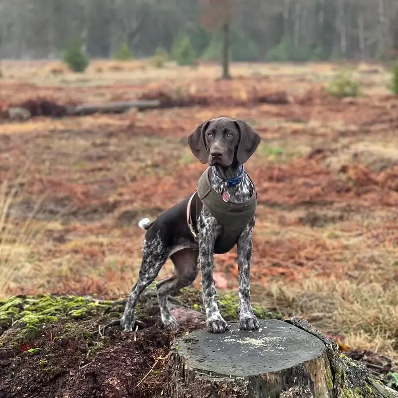 German Short-Haired Pointer