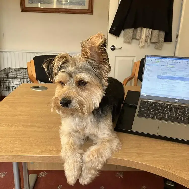 Yorkshire Terrier