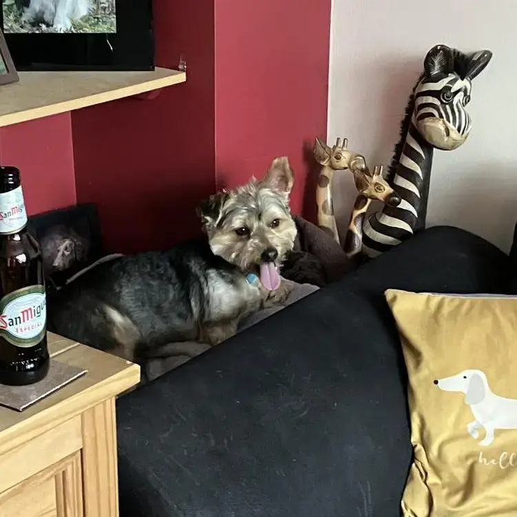 Yorkshire Terrier