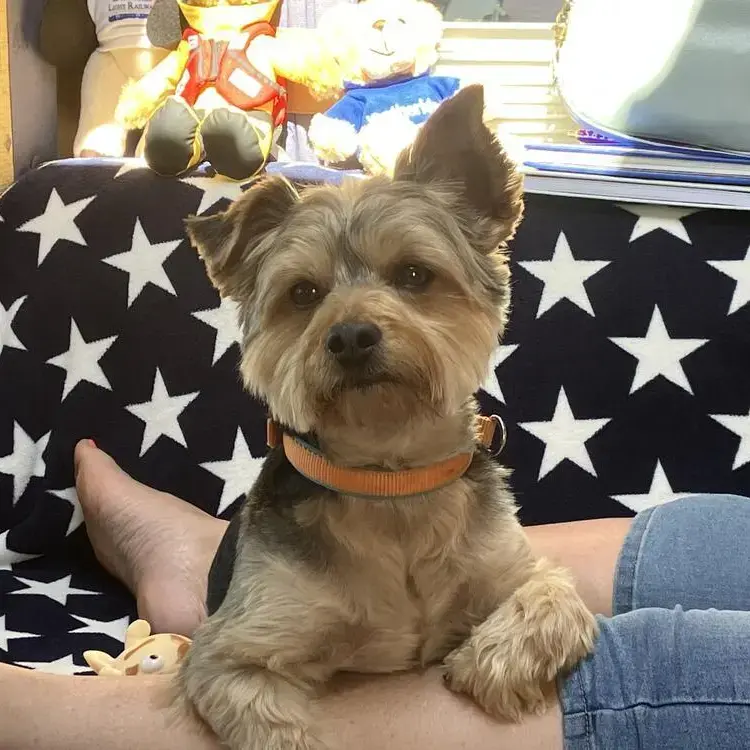 Yorkshire Terrier