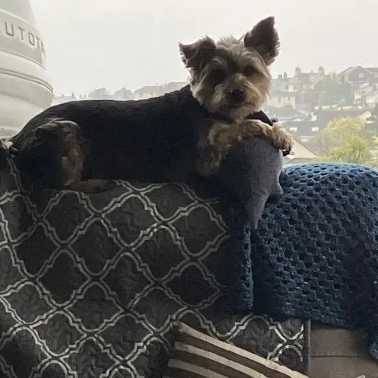 Yorkshire Terrier