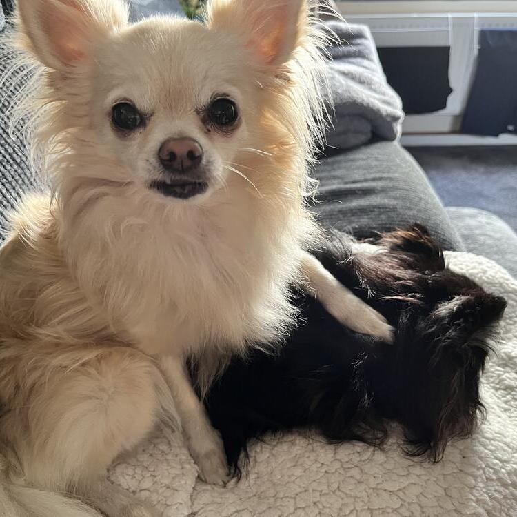 Chihuahua (Long Coat)
