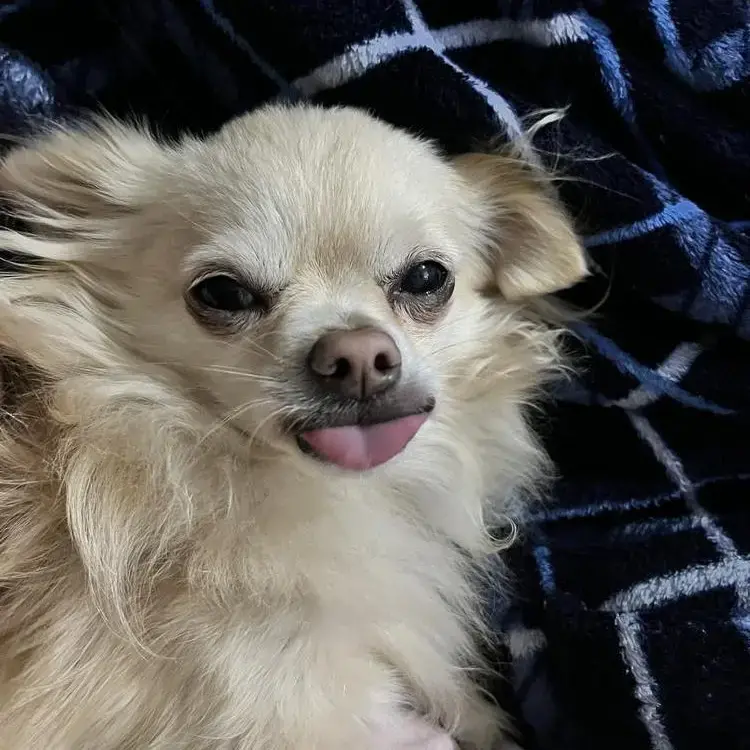 Chihuahua (Long Coat)