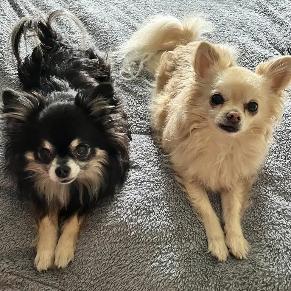 Chihuahua (Long Coat)