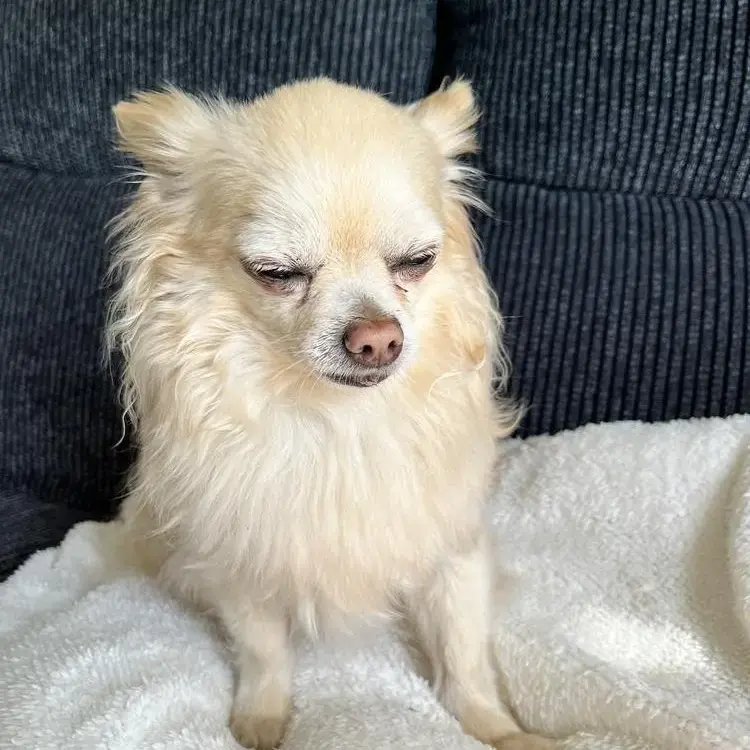 Chihuahua (Long Coat)