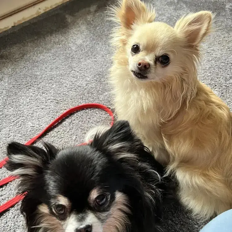 Chihuahua (Long Coat)