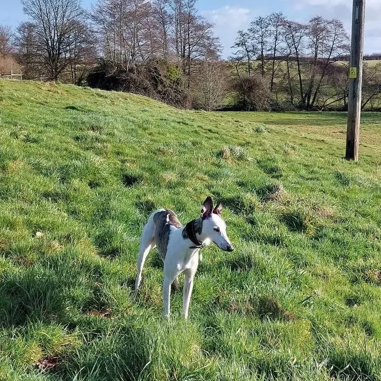 Whippet