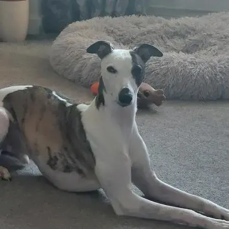Whippet