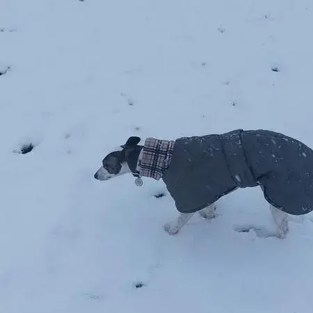 Whippet