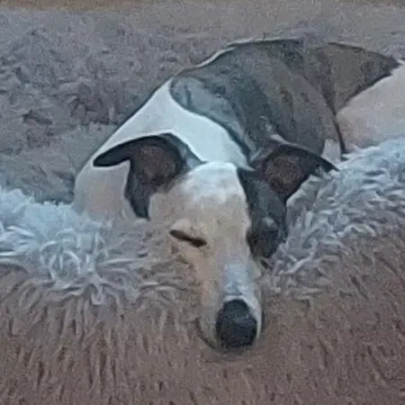 Whippet