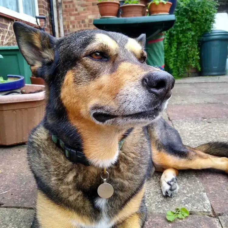 German Shepherd Dog