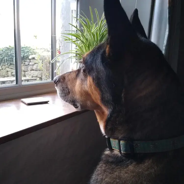 German Shepherd Dog