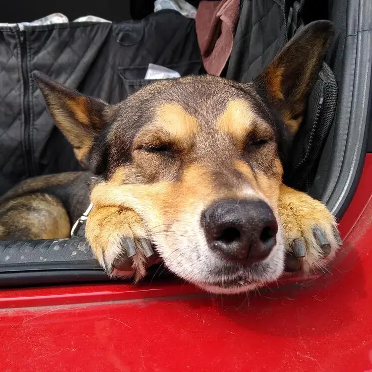 German Shepherd Dog