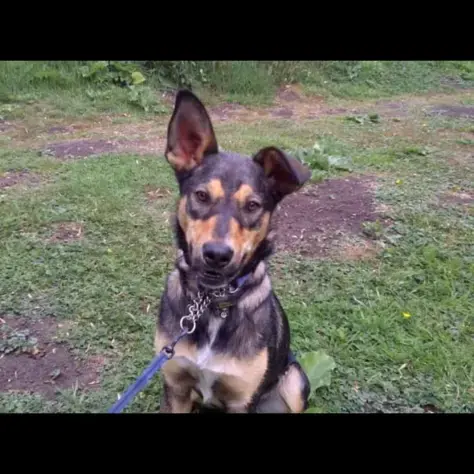 German Shepherd Dog