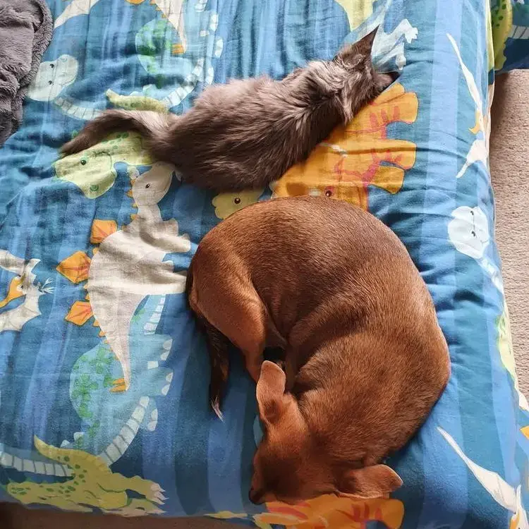 Jack Russell Terrier