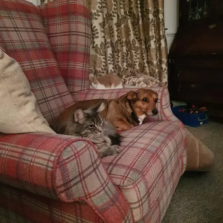 Jack Russell Terrier