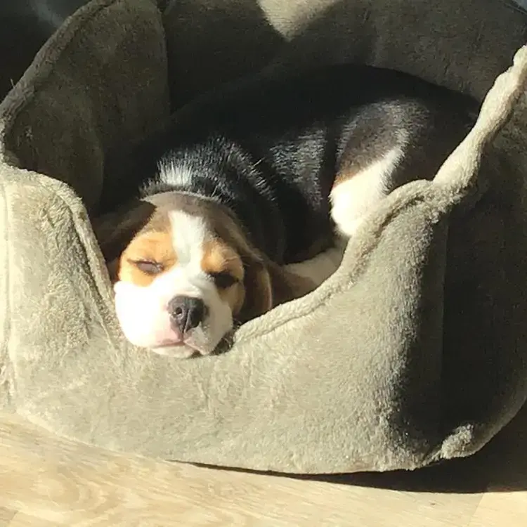 Beagle