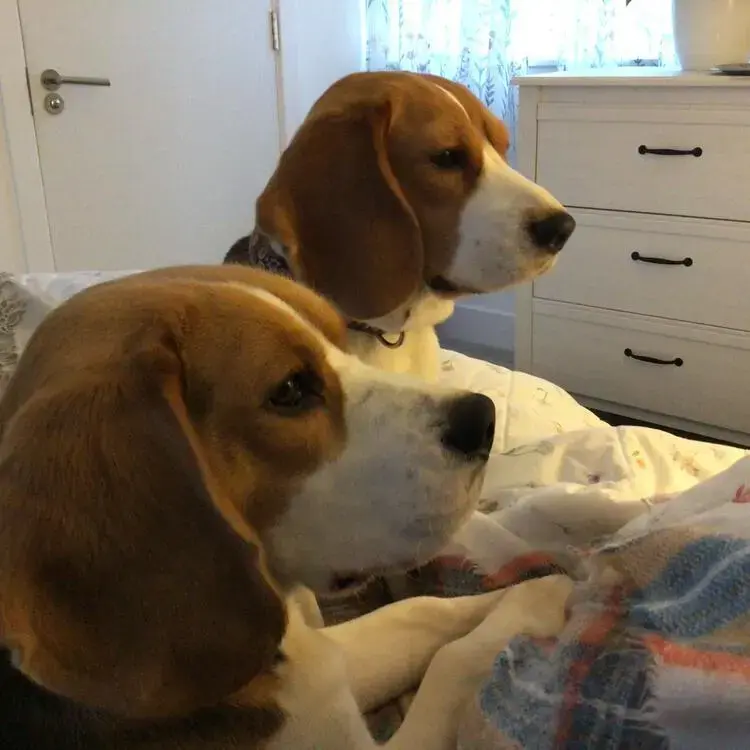 Beagle