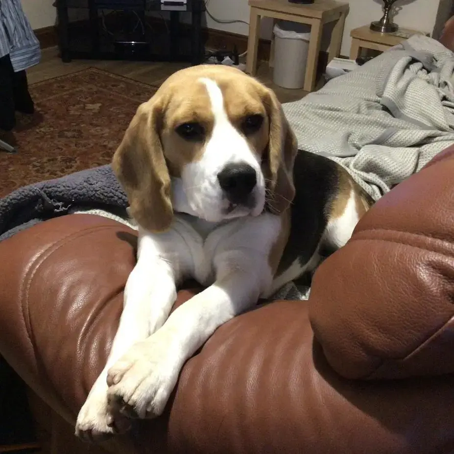 Beagle