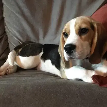 Beagle