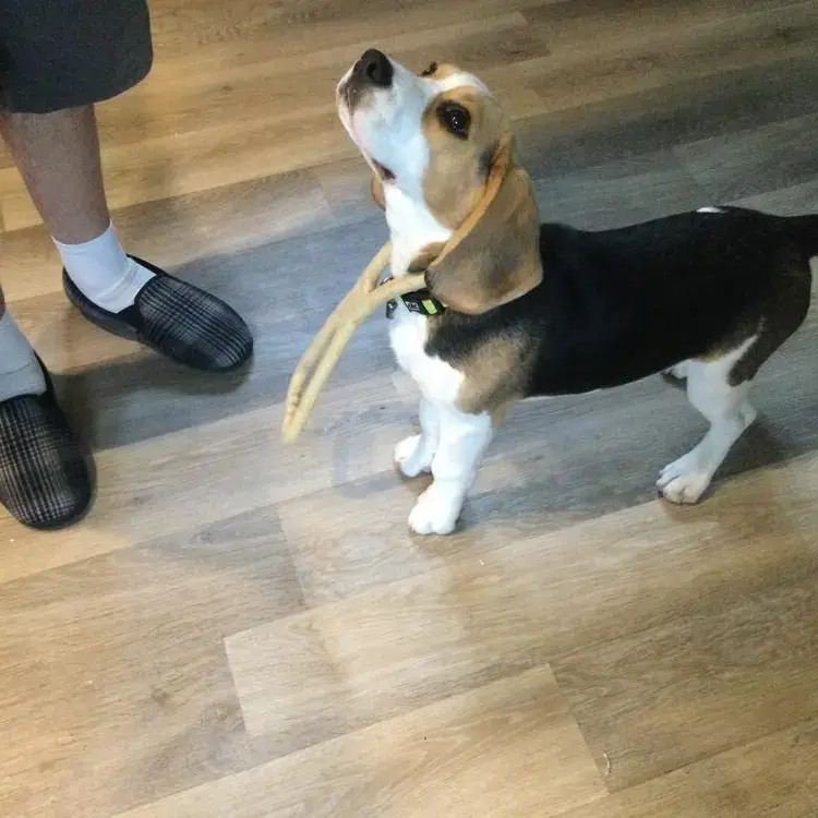 Beagle
