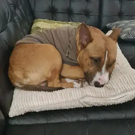 Staffordshire Bull Terrier