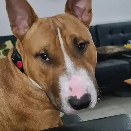 Staffordshire Bull Terrier