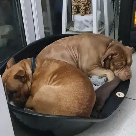 Staffordshire Bull Terrier