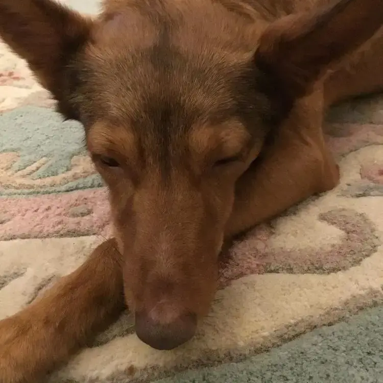 Portuguese Podengo