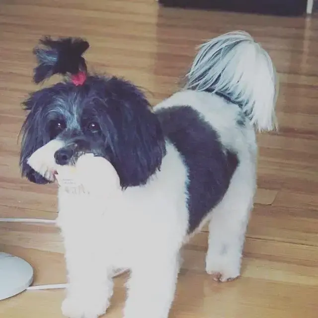 Shih Tzu