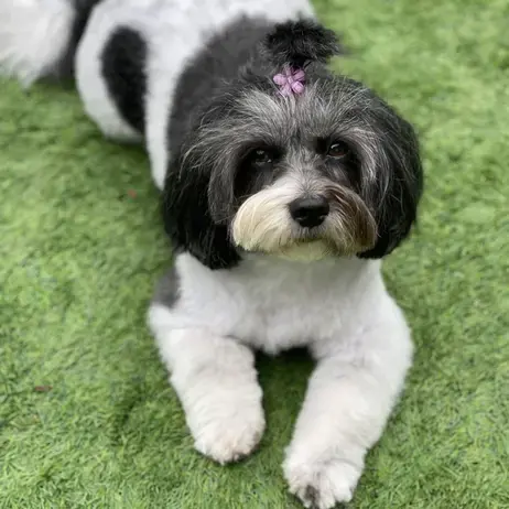 Shih Tzu