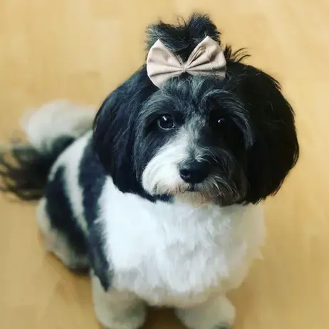 Shih Tzu