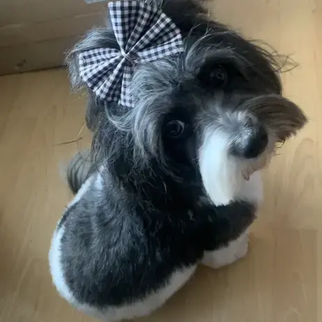 Shih Tzu