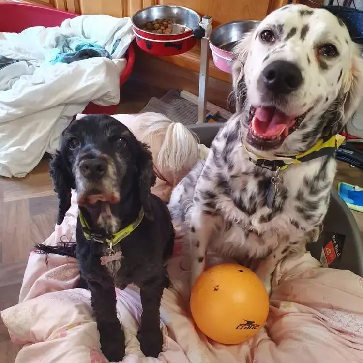 English Setter