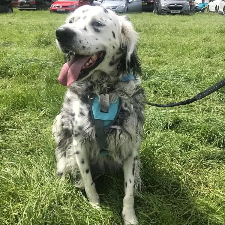 English Setter