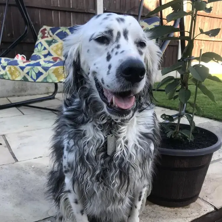 English Setter