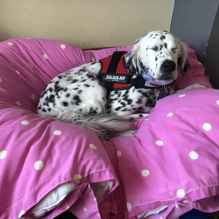 English Setter