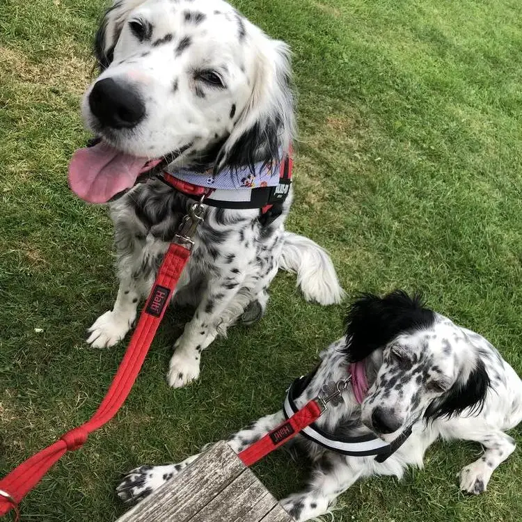 English Setter