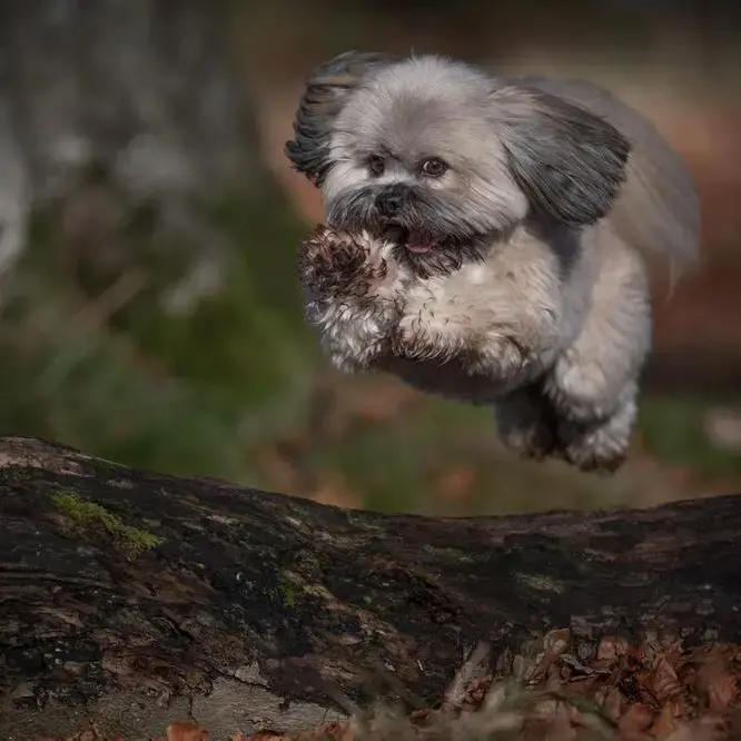 Lhasa Apso