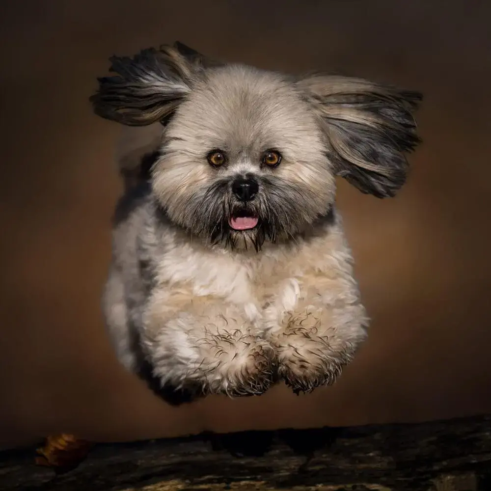 Lhasa Apso