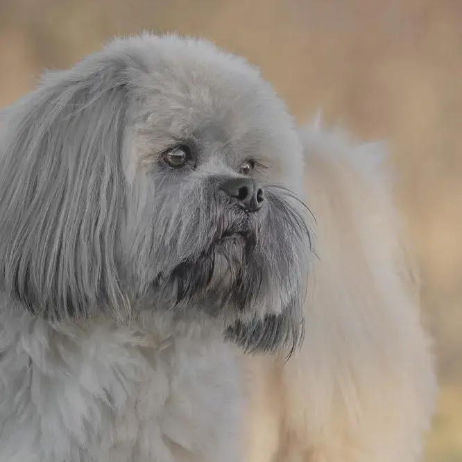 Lhasa Apso