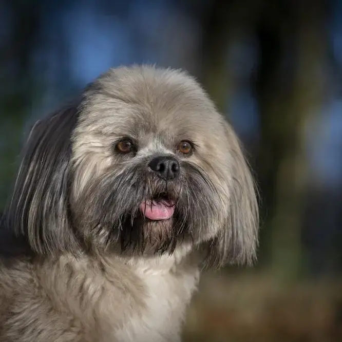 Lhasa Apso