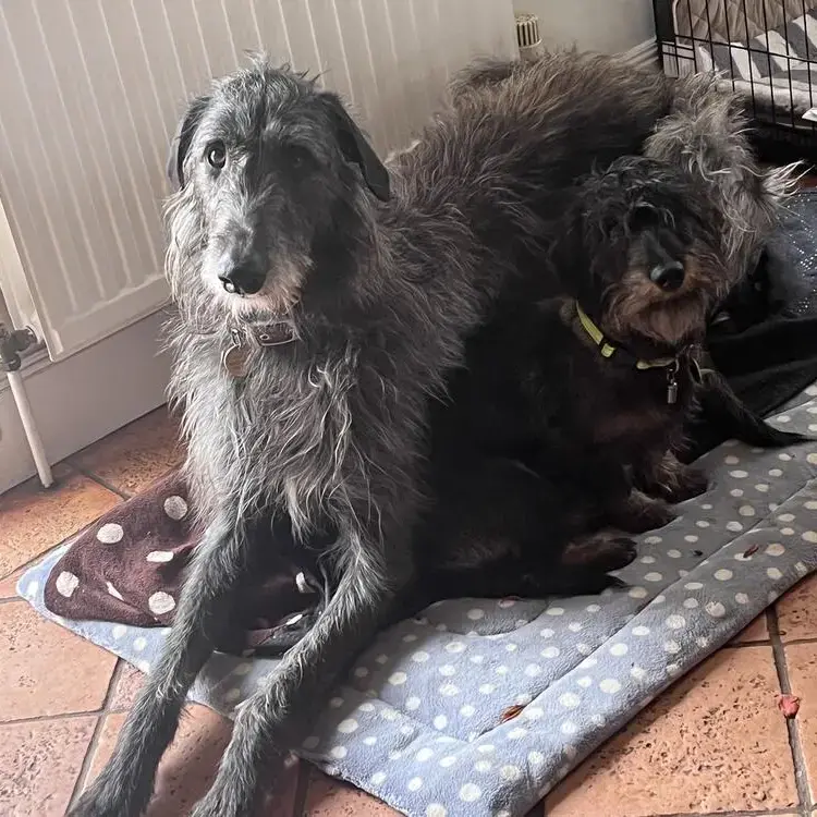 Deerhound