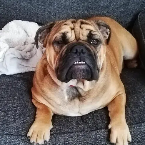 Bulldog