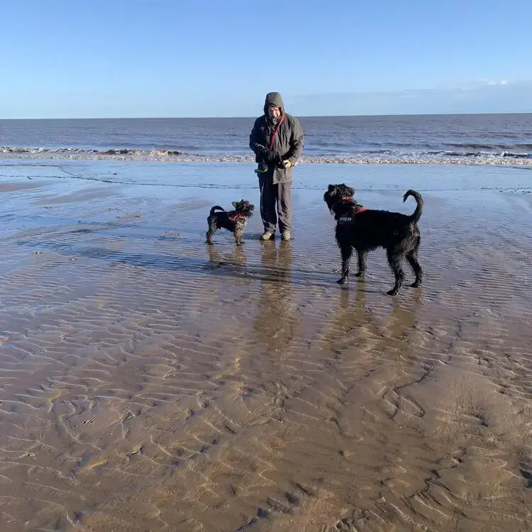 Schnauzer (Miniature)