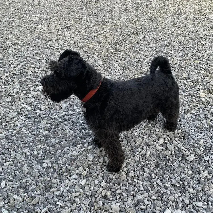 Schnauzer (Miniature)