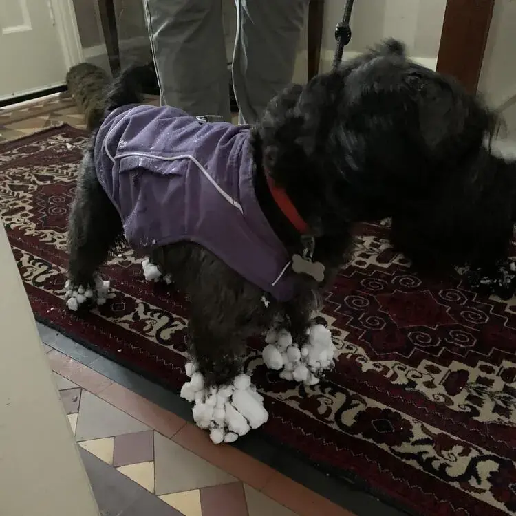 Schnauzer (Miniature)